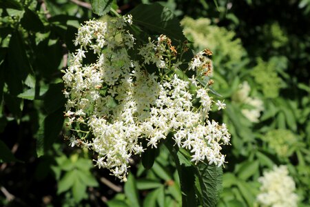 Fläderblomma summer plant