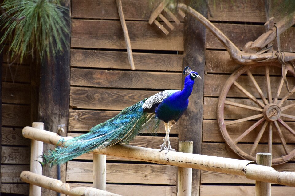 Feathers colorful royal