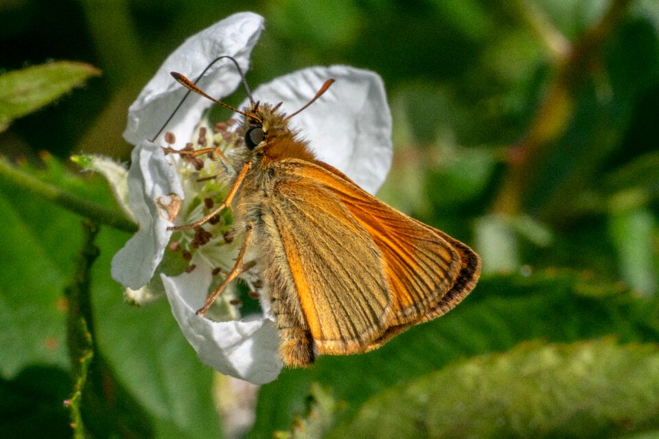 Butterflies nature close up