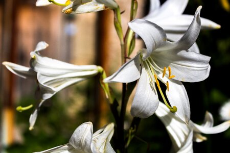Spring flowers wildflowers anatolian plants