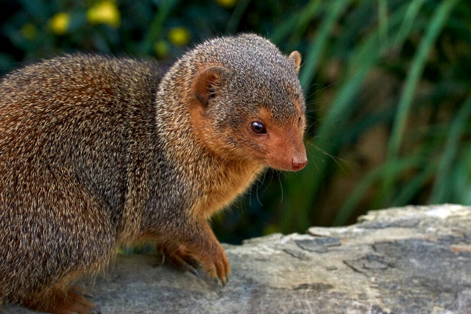 Attention mongoose zoo