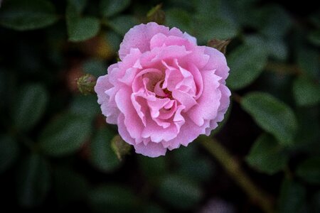 Bloom green red rose photo