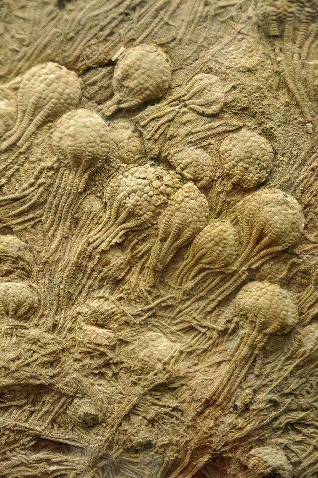 Ocean paleozoic
