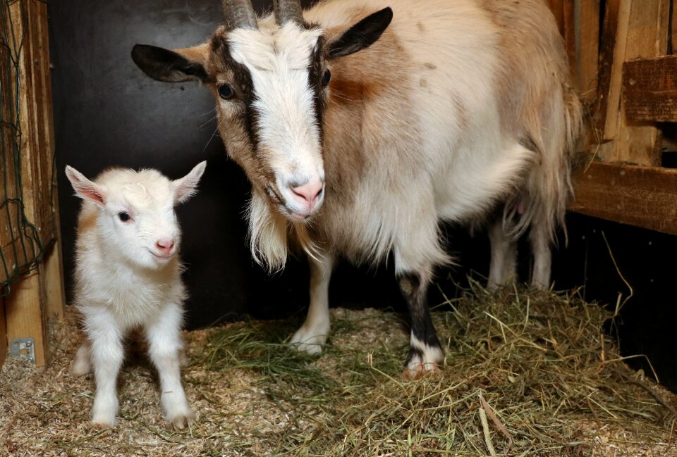 Newborn cute the horns