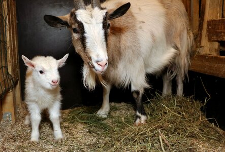 Newborn cute the horns photo