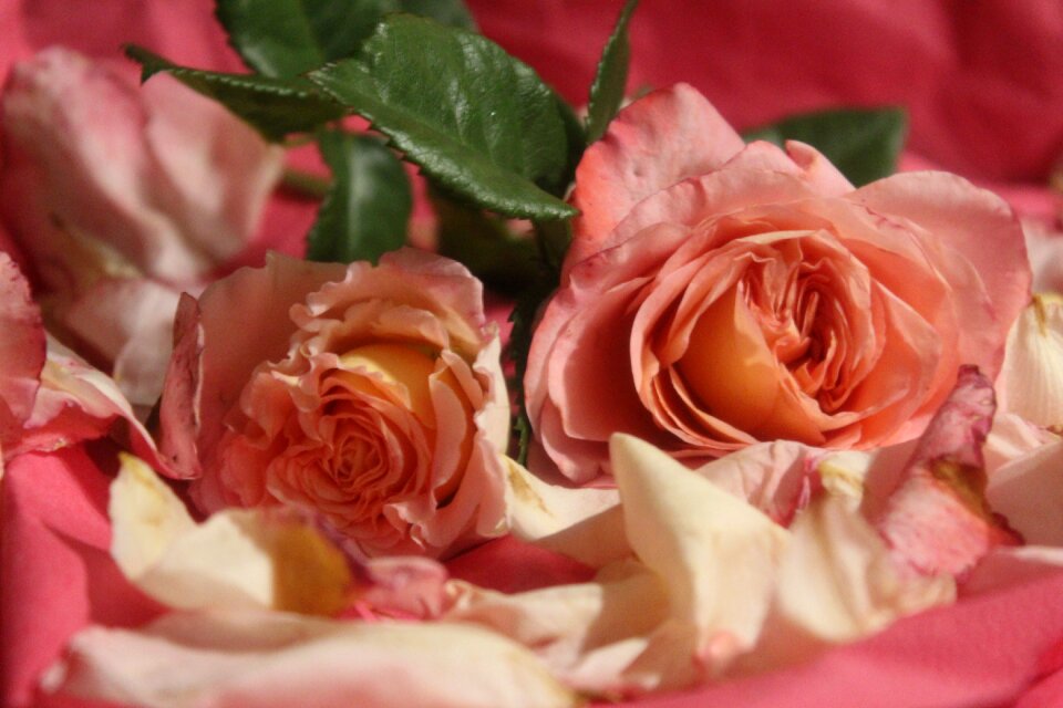 Love valentine's day wedding