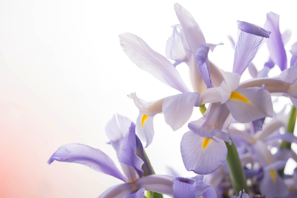 Flowers violet violet flower