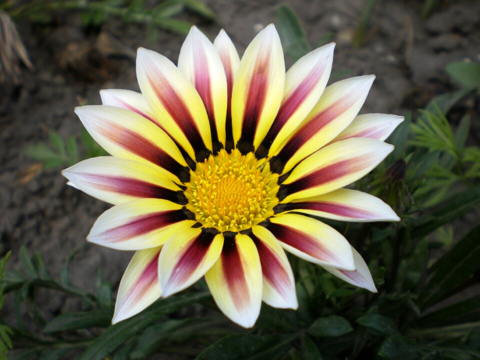 Petals plant nature