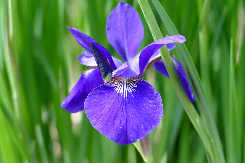Bloom purple