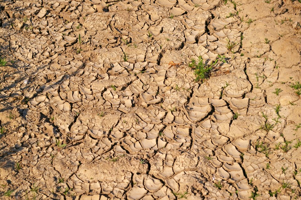 Shriveled from withered earth ground