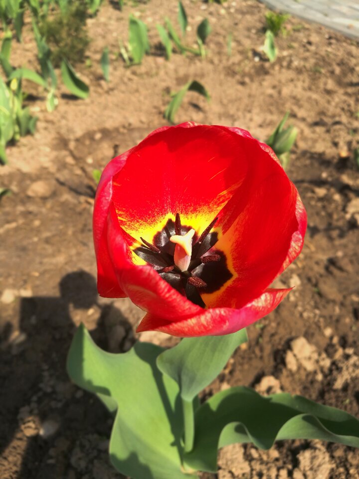 Spring flowers handsomely nature