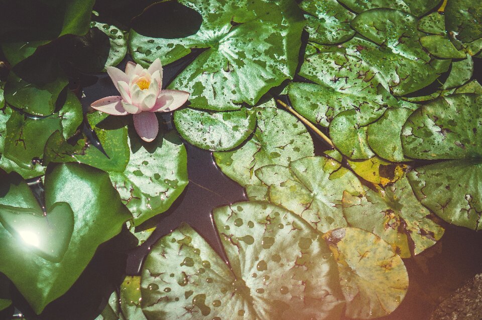Flower water botanical garden