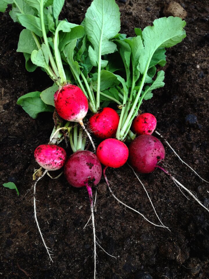Healthy fresh natural