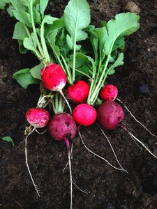 Healthy fresh natural
