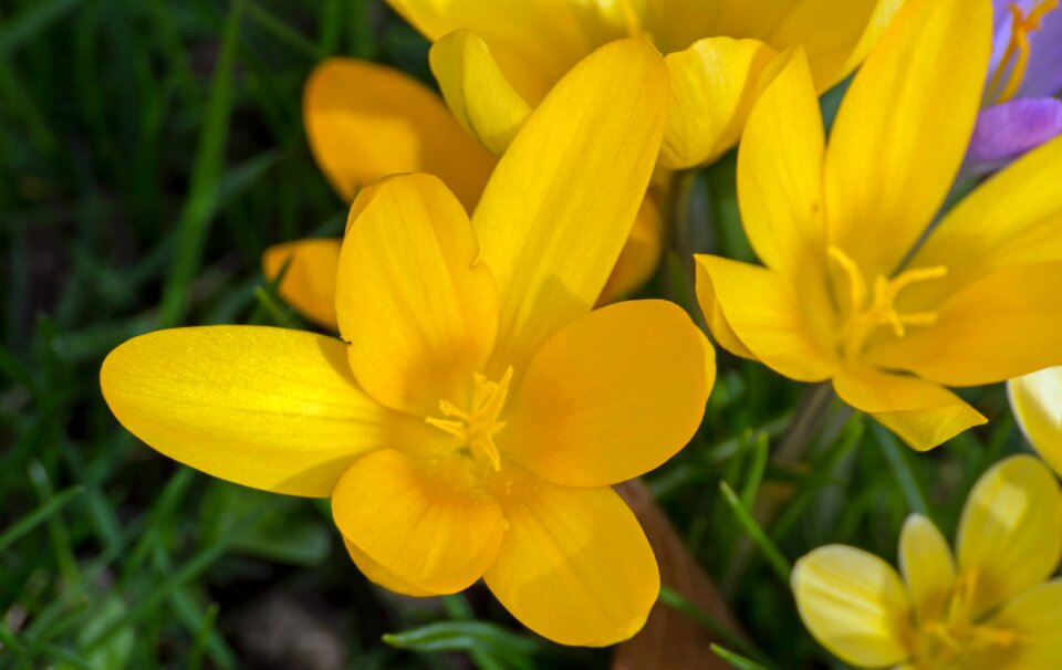 Crocus flower bloom
