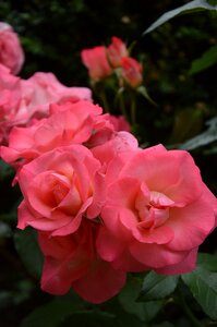 Roses flowers plant photo