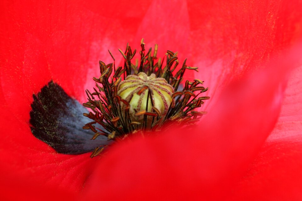 Close up summer red