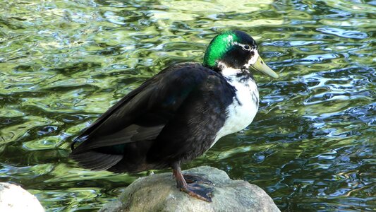 Feather ducks water
