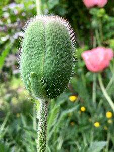 Flower green leaves photo