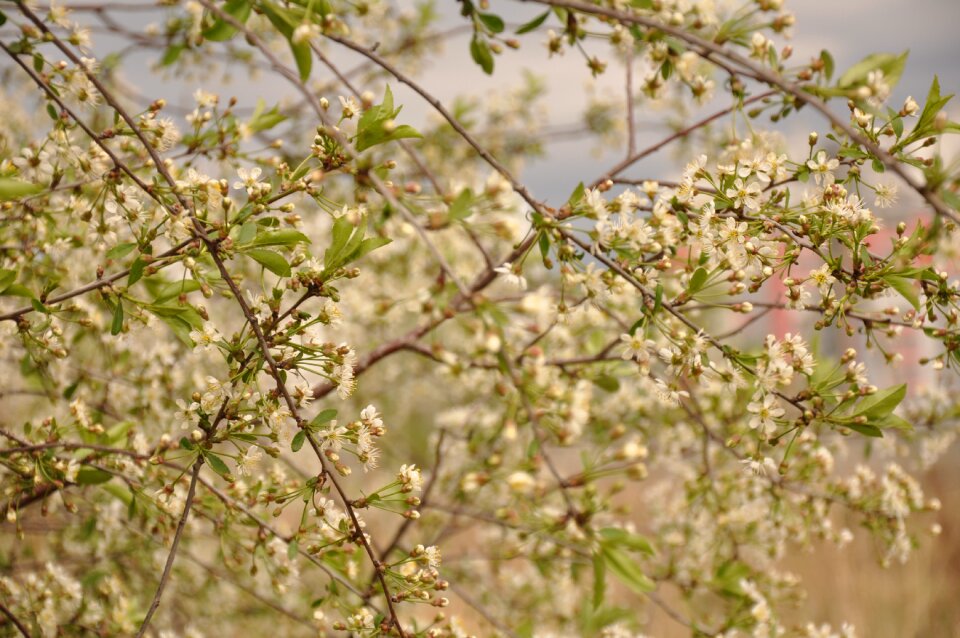 Flowers nature flowering