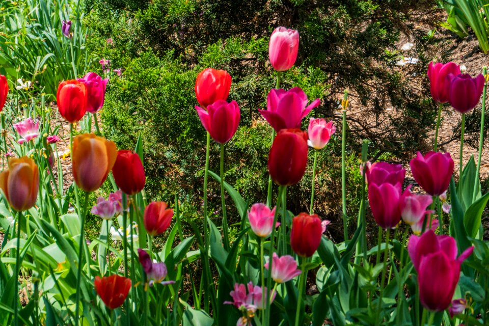 Swarthmore college spring