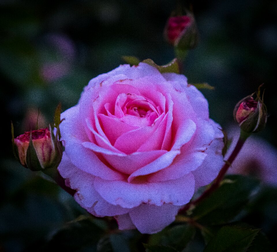 Bloom purple white
