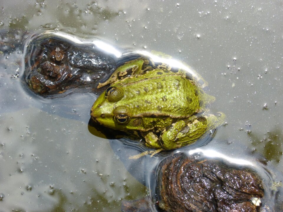 Float green frog wood