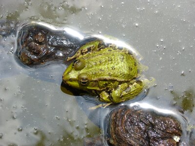 Float green frog wood photo