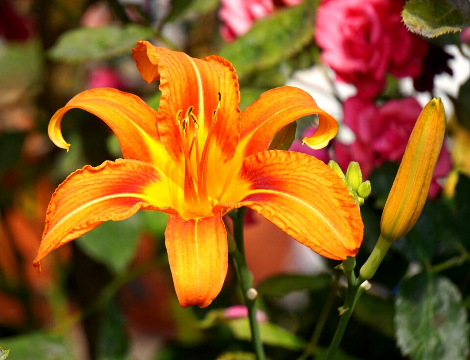 Blossom bloom lily