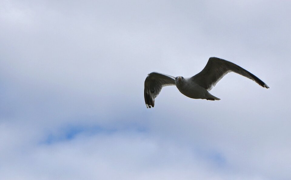 Flying water bird nature photo