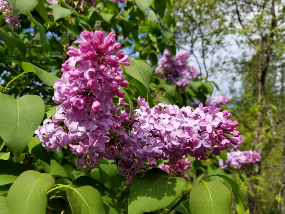 Lilac bush flowers purple