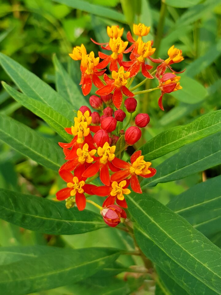Zoo plant green
