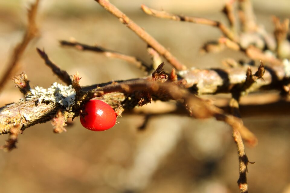 Shrub darts a branch