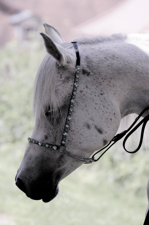 Portrait young horse mare