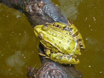 Float green frog wood photo