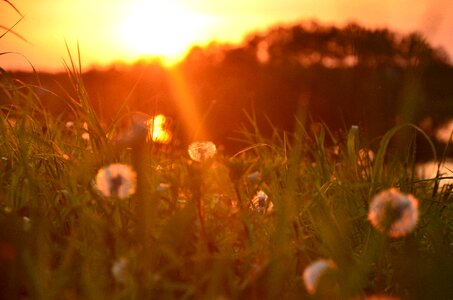 Sunset grass summer photo