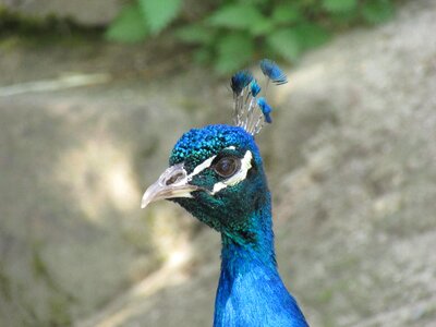 Animal nature blue