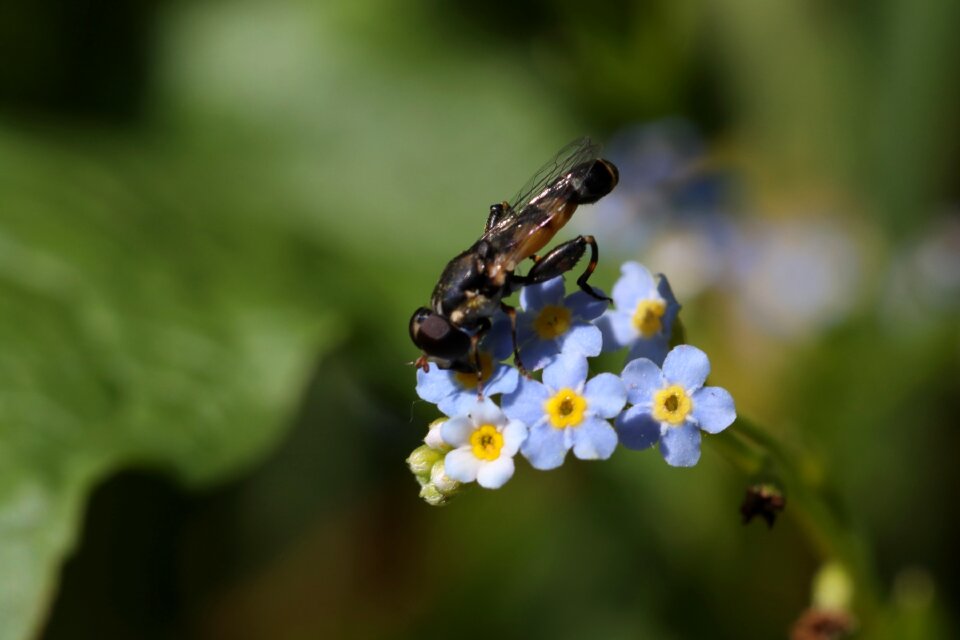 Little insect summer
