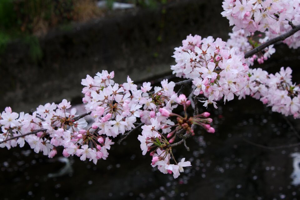 Cherry blossoms spring petal