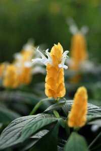 Wildflower yellow flower forest