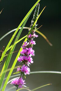 Lake water flowers