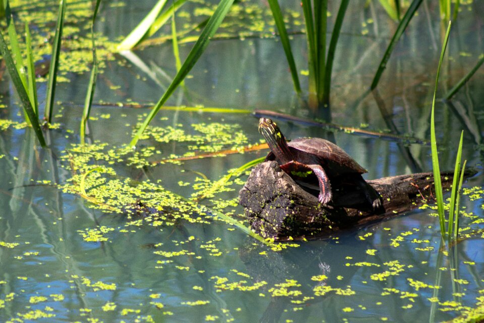 Wildlife aquatic green