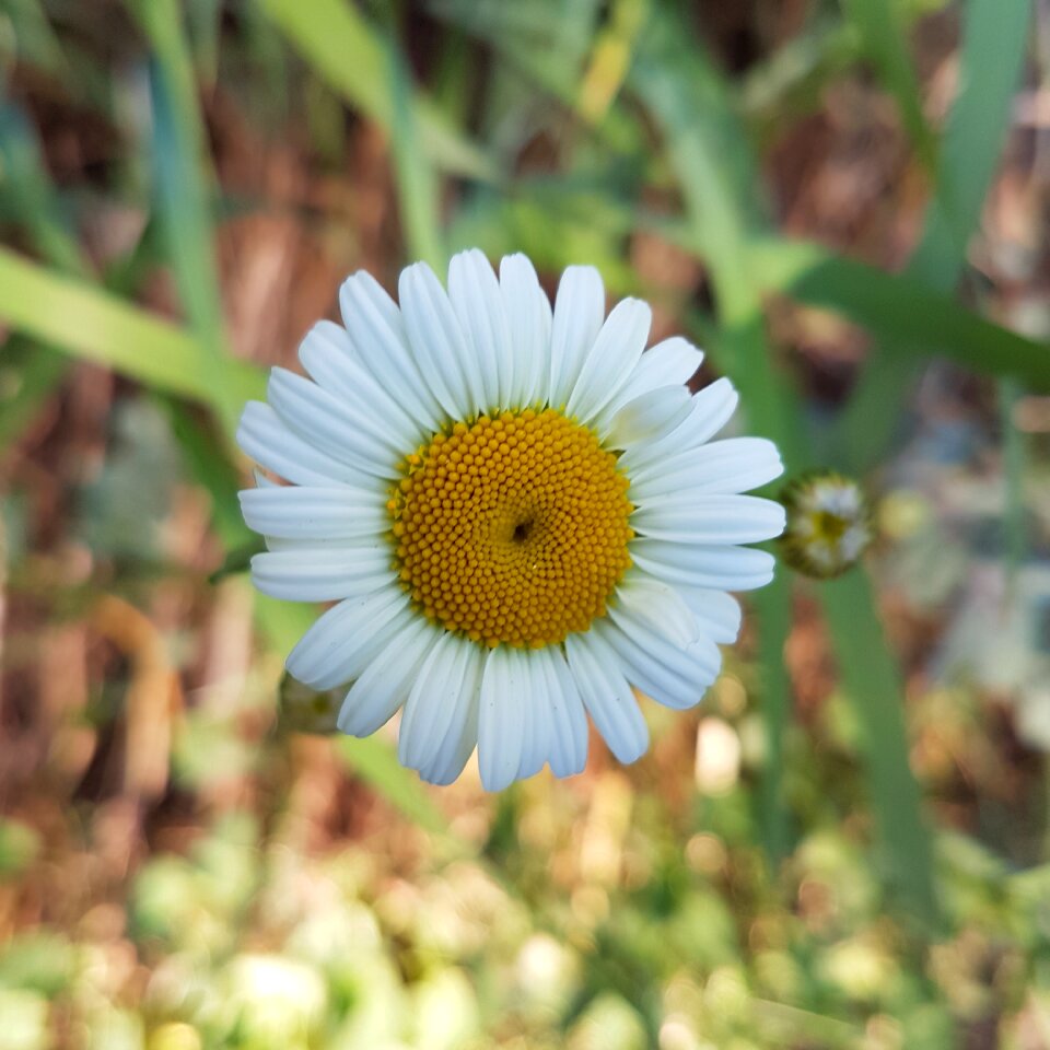 Daisy grass flower