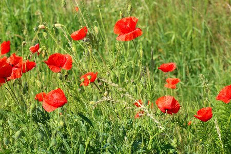 Blooming poppies red plant photo