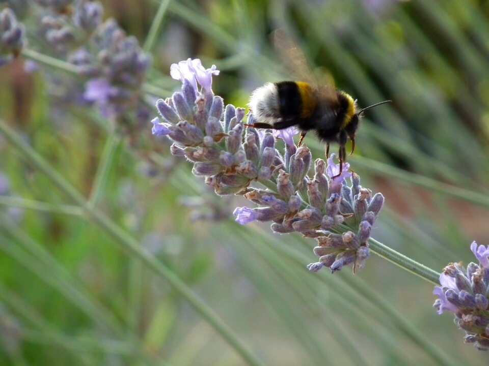 Forage flower in flight