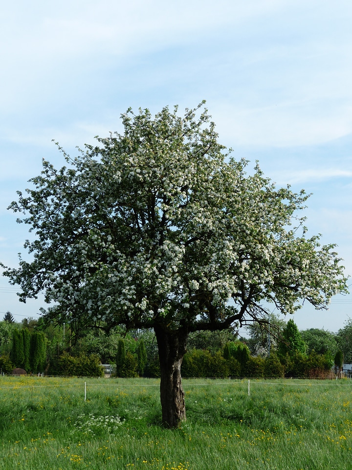 Apple blossom nature spring