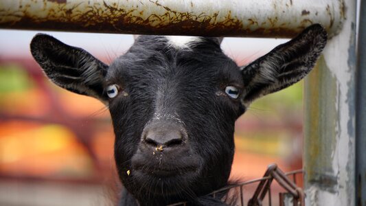 Happy farm farming photo