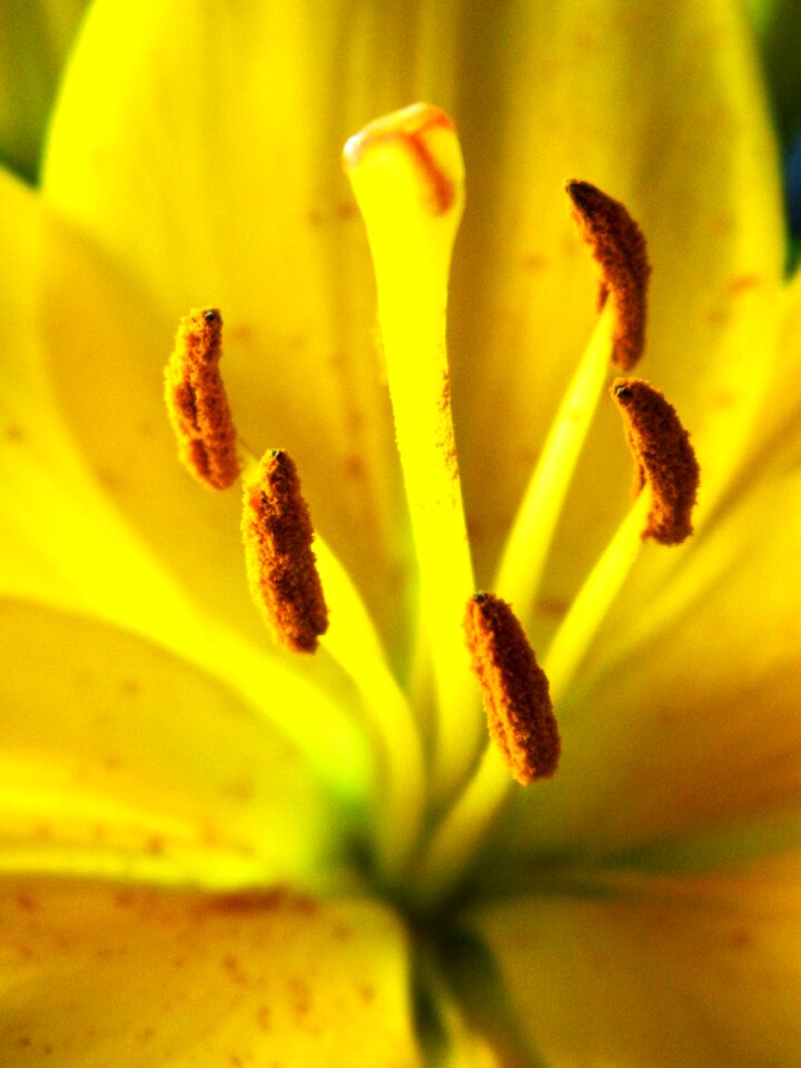 Flower flora blooming