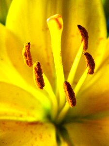 Flower flora blooming