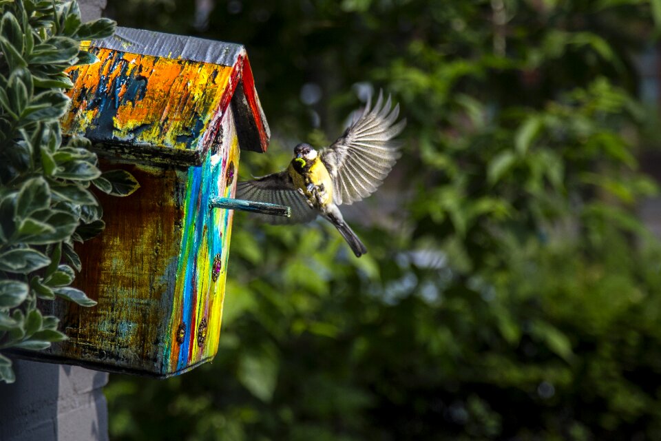 Protection bird landscape